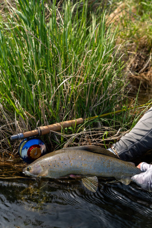 Grayling