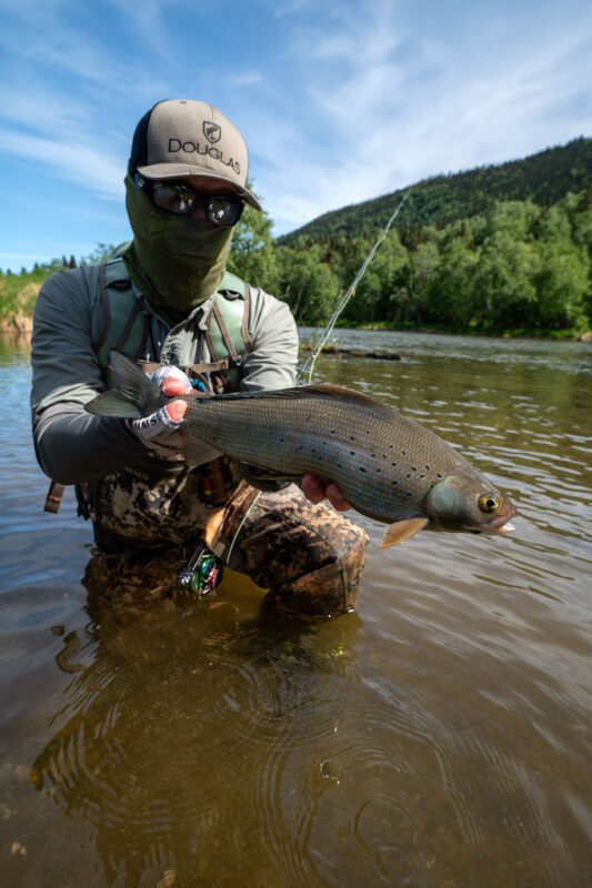 Grayling