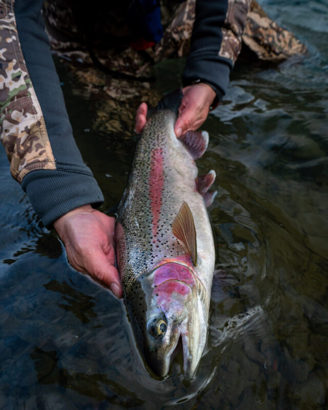 Rainbow Trout