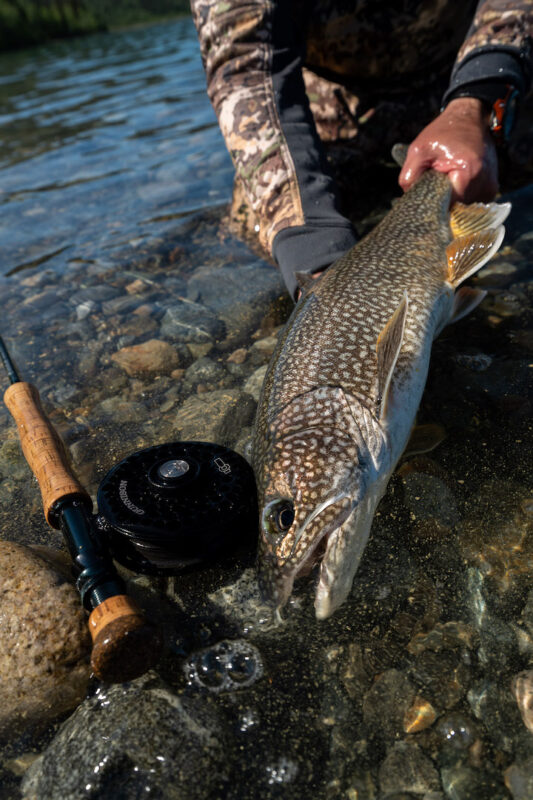 Lake Trout
