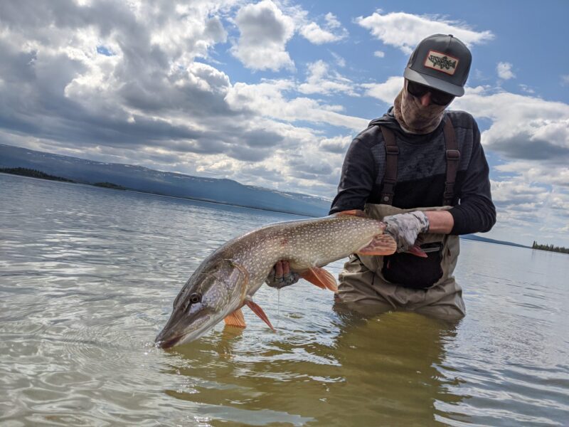 Pike