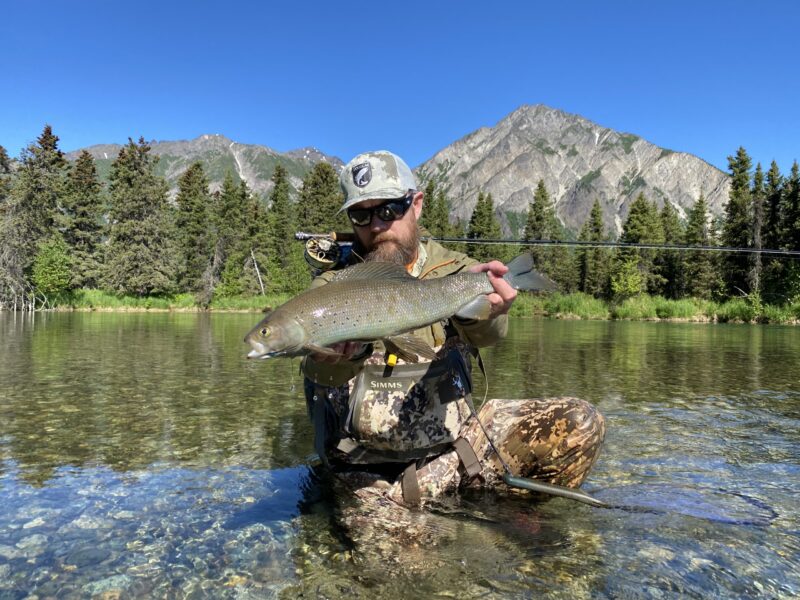 Grayling