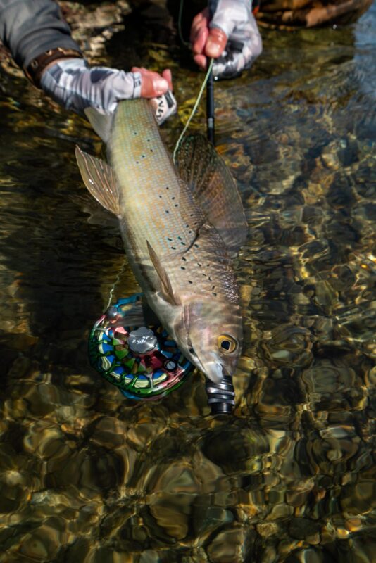 Grayling